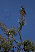 MASM00648 Buteo jamaicensis.jpg