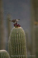 MASM00747 Campylorhynchus jocosus.jpg