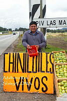 ARS00705 Comadia redtenbacheri.jpg