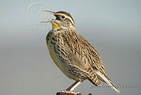 MGaves 855 Sturnella neglecta.jpg