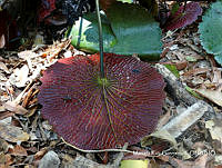 MRG-2017-106c Nymphaea elegans (MRG-30jun17-h).JPG