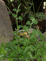 RBB0284 Plectranthus amboinicus.jpg