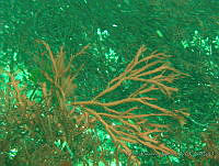 RRR0058 Farlowia sp..JPG