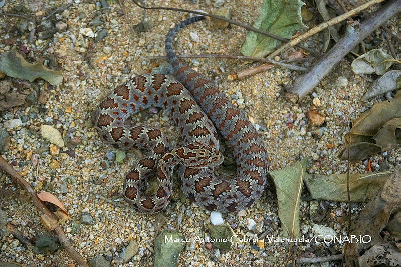 MN6F0230%20Dasypeltis%20scabra.jpg.4yedh jzMekRMYljQA3g0JtbmFja29CbnFuZ3NAbXJ6LGtwZwA.jKXS MtWvx