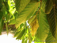 EEC0284 Ostrya virginiana.jpg