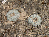 MGE0167 Lophophora williamsii.JPG
