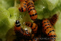 OIEA0015 Cactoblastis cactorum.jpg