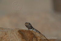 JCAD 020 Sceloporus cozumelae.jpg