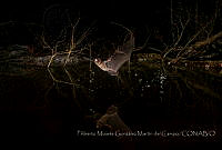 FMGMDC00 Chiroptera.jpg
