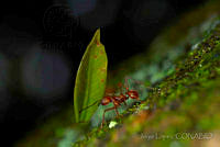 JL0018 Formicidae.jpg