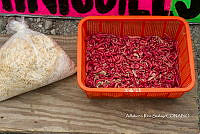 3R00708 Comadia redtenbacheri.jpg