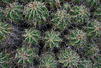 IMDOC 4791 Ferocactus robustus.jpg