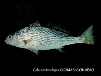 CICIMAR0547 Umbrina xanti.jpg