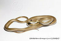 PJ016 0301 Coluber mentovarius.JPG