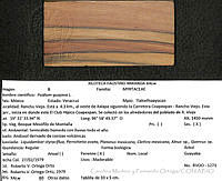 CMyFO 01000 Psidium guajava.JPG