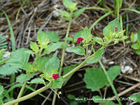 MEGA 0621 Boerhavia coccinea.JPG