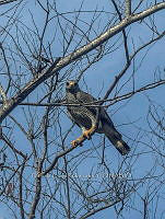 CCR 008 Buteo plagiatus.jpg