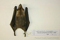 FXGC0064 Leptonycteris curasoae.jpg