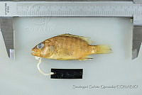 SGQ1433 Lutjanus novemfasciatus.jpg