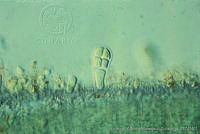 UNAMGAMZ-9 Chamaecalyx swirenkoi.jpg