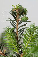 IMDOC 4816 Abies religiosa.jpg