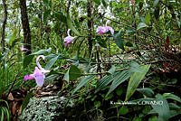 ME010 KV 01800 Sobralia galeottiana A. Rich., 1845_.JPG