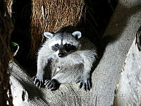 MCS IM0066 Procyon lotor insularis.jpg