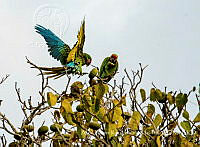 AAKVDH001 Ara militaris.jpg