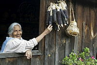 ARS00467 Zea mays.jpg