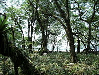 LRGA029 Rhizophora mangle y Acrostichum aureum.jpg