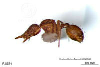 ME006 Hormi 0328 Strumigenys eggersi.jpg