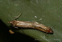 OIEA0005 Cactoblastis cactorum.jpg