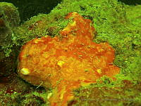 VDLCF1708 Spirastrella coccinea.jpg