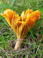 JCDJC 0005 Cantharellus.jpg
