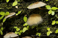 MASM04841 Fungi.jpg