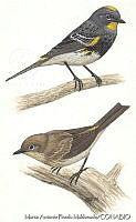 MAPM0230 Setophaga coronata.jpg