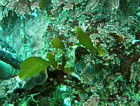 RRR0112 Spatoglossum howellii.JPG