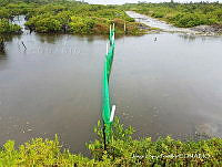 JLP0015 Avicennia germinans.JPG