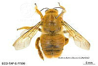 ME006 Abejas 0106 Exaerete frontalis (Gue_rin-Meneville, 1845).jpg