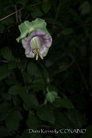 DK0730 Cleome sp..jpg