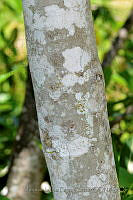 MDLLPG0057 Ficus insipida.jpg