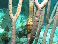 NE018 0684 Cyphoma gibbosum.jpg