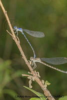 PJ016 0604 Argia anceps.JPG