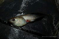 OJL018 Lithobates brownorum.jpg
