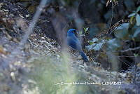LEMH009 Aphelocoma wollweberi.JPG