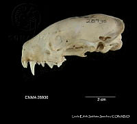 LESS 0260 Mephitis macroura macroura.JPG