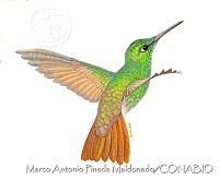 MAPM0811 Amazilia beryllina ssp. devillei.jpg