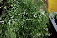 IMDOC3976 Coriandrum sativum.jpg