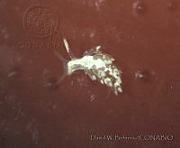 DP014-266 Cuthona albocrusta.jpg