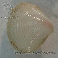 MRyRR084 Caryocorbula contracta.jpg